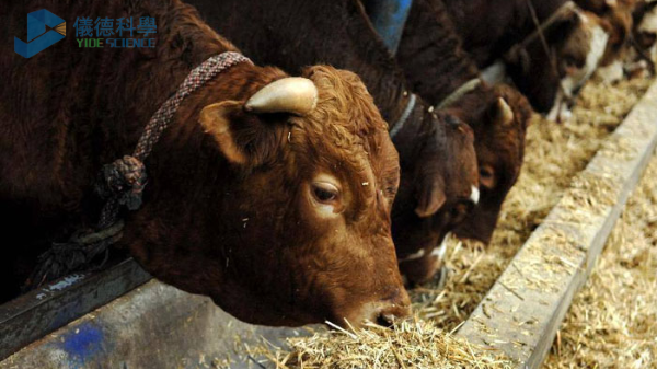 飼料中重金屬影響牧畜健康，智能石墨消解儀分析其含量